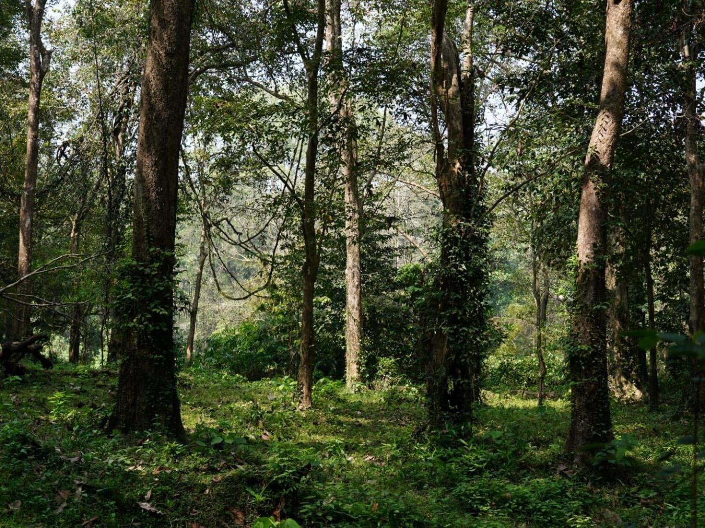 Sanjeevini Life Care Village - A Science Based Non - Invasive Holistic Wellness Destination Kochi Екстериор снимка
